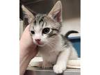 Adopt CARL MILLER a Gray, Blue or Silver Tabby Domestic Shorthair / Mixed (short