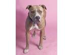 Adopt Clara/Shady a Tan/Yellow/Fawn American Staffordshire Terrier / Mixed dog