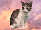 Adopt SNOW a Brown Tabby Domestic Shorthair / Mixed (short coat) cat in Peoria