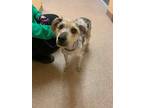 Adopt ALFIE a Merle Australian Shepherd / Mixed dog in Saginaw, MI (34669234)