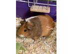 Adopt Lilly a Brown or Chocolate Guinea Pig / Guinea Pig / Mixed small animal in