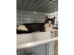 Adopt CARTER a Brown Tabby Domestic Shorthair / Mixed (short coat) cat in