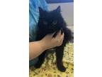 Adopt Laycee a All Black Persian / Domestic Shorthair / Mixed cat in Burton