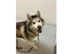 Adopt Kodah a Black Husky / Mixed dog in Windsor, ON (34669272)