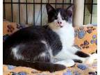 Adopt Baby Bear a White Domestic Shorthair / Domestic Shorthair / Mixed cat in