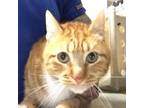 Adopt Gordon a Orange or Red Domestic Shorthair / Mixed cat in Greenville
