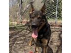 Adopt Chevy a Black German Shepherd Dog / Mixed Breed (Large) / Mixed dog in