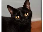 Adopt Latoya a All Black Domestic Shorthair / Domestic Shorthair / Mixed cat in