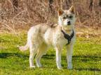 Adopt Taiga a Tan/Yellow/Fawn Husky / Mixed dog in Ile-Perrot, QC (34668598)
