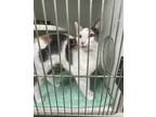 Adopt Cindy a White Domestic Shorthair / Domestic Shorthair / Mixed cat in St.