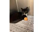 Adopt Marley a All Black Domestic Shorthair / Domestic Shorthair / Mixed cat in