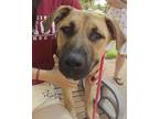 Adopt *JOLLIBEE a Brown/Chocolate - with Black Black Mouth Cur / Mixed dog in