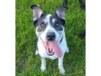 Adopt Lucy a Australian Cattle Dog / Border Collie / Mixed dog in Sioux City