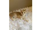 Adopt Spud a Cream or Ivory Domestic Shorthair (short coat) cat in Bradenton