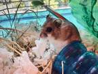 Adopt Son a Hamster small animal in Portsmouth, VA (34668263)