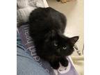 Adopt Wallace a Domestic Longhair / Mixed cat in Santa Rosa, CA (34668324)