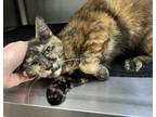 Adopt Ricki a Domestic Shorthair / Mixed cat in Santa Rosa, CA (34668323)
