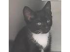 Adopt Tux a All Black Domestic Shorthair / Mixed cat in Galax, VA (34668180)