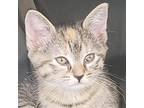 Adopt Callie a Tortoiseshell Domestic Shorthair / Mixed cat in Galax