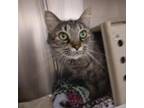 Adopt Bella a Gray or Blue Domestic Longhair / Mixed cat in Ballston Spa