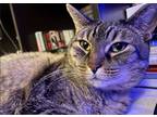 Adopt Nene a Brown Tabby American Shorthair / Mixed (short coat) cat in San