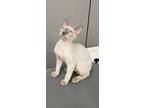 Adopt George a White Devon Rex (short coat) cat in Henderson, NV (34668155)