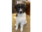 Adopt Mars - Adoption Pending a Great Pyrenees / Border Collie / Mixed dog in