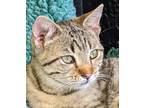 Adopt Bengal Boy a Tan or Fawn Tabby Domestic Shorthair / Mixed (short coat) cat