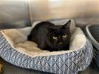 Adopt Rudabaga a All Black Domestic Shorthair / Mixed (short coat) cat in