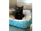 Adopt Squash a All Black Domestic Shorthair / Mixed cat in Arlington