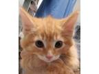 Spence, Domestic Longhair For Adoption In Wooster, Ohio