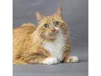 Ziggy, Domestic Longhair For Adoption In Franklin, Tennessee