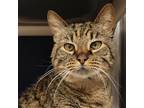 River, Domestic Shorthair For Adoption In Columbia, Missouri
