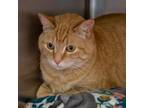 Cici, Domestic Shorthair For Adoption In Madison, Wisconsin