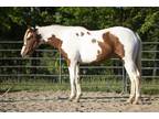Beautiful Tobiano APHA All Around or Dressage Prospect