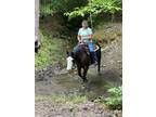 Kid beginner safe trail horse