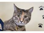 Adopt Sweetie Pie a Domestic Short Hair, Tabby