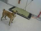 Adopt SABAN a Pug, Beagle