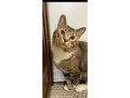 Adopt Mitchell a Domestic Short Hair, Extra-Toes Cat / Hemingway Polydactyl