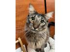 Adopt Otto a Maine Coon, Domestic Long Hair