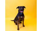 Adopt Sd-009 a Pit Bull Terrier, Boxer