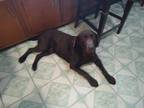 Adopt Sarge (foster to adopt) a Labrador Retriever, Chesapeake Bay Retriever