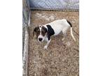 Adopt Buckey (foster to adopt) a Beagle, Treeing Walker Coonhound