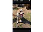 Adopt Woodrow (foster to adopt) a Beagle, Jack Russell Terrier