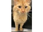 Adopt Popsicle a Domestic Long Hair