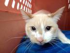 Adopt JEWELL a Domestic Short Hair