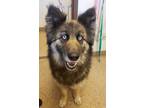 Adopt Maya a German Shepherd Dog