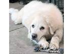 Adopt Cupid in OH - He's All Things PYR :) a Great Pyrenees