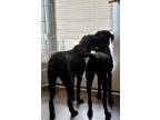 Adopt Raven and Rudy a Black Mouth Cur, Labradoodle