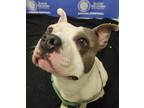 Adopt TWISTER a Pit Bull Terrier